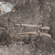Illustration for article titled Medieval Skeleton Found Dangling From the Roots of a Fallen Tree
